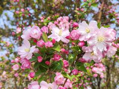 -海棠花溪(元大都城垣遗址公园)