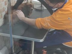 -汪小喵宠物·戴维斯乐芳希施宠馨宝皮毛调理洗护店