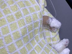 -爱侣宠医·鹦鹉专科·小型哺乳类·异宠专科(灵石路店)