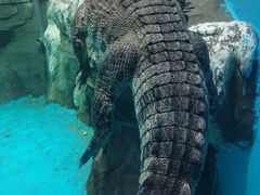 -石家庄海洋公园