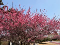 -桃花岛公园