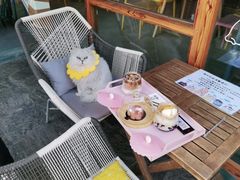 -喵屿·大理花园猫咖