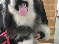 -宠福鑫康馨动物医院·骨科·眼科