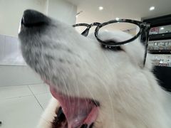 -汪说·狗咖·拼豆·宠物周边DIY(旺城大厦店)