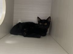 -博特宠物医院24h犬猫全科.骨科·异宠