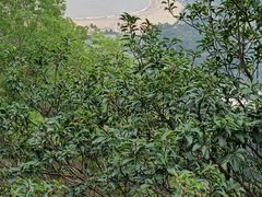 -景山公园