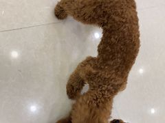 -瑞鹏宠物医院·骨科·猫科·内科(第一中心)