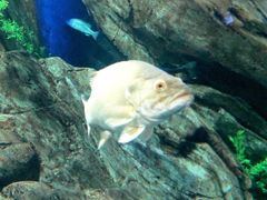 -瑞普利水族馆
