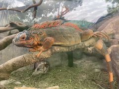 -广州长隆飞鸟乐园