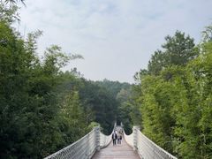 -铁山坪森林公园