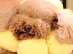 -more than meow吴止猫主题餐厅(承德 中船汇店)