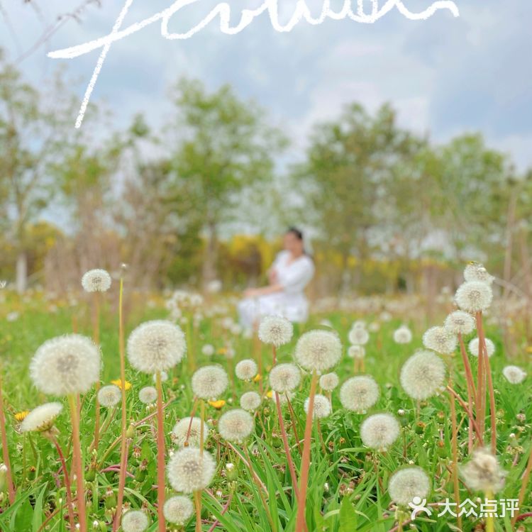 小众的秘密花园—会飞的蒲公英花海