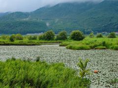-腾冲北海湿地