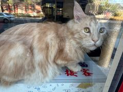 -猫小院猫主题餐厅(南锣旗舰店)