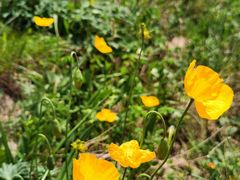 -白草畔自然风景区
