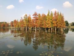 -白鹭湾湿地公园