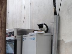-王中王刨冰