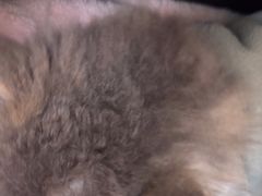 -美美宠物诊疗中心·异宠·骨科(滨江东信分院)