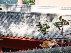 -黔灵山公园