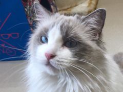 -藏猫猫咖啡主题馆(中央大道店)