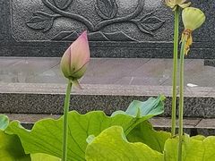-莲湖公园