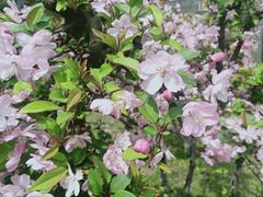 -丁山花园酒店-明园餐厅