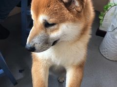 -喜柴咖啡·柴犬狗咖