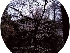 -武汉大学-樱园