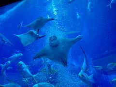 -迪拜水族馆及水下动物园