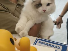 -瑞鹏宠物医院·骨科·猫科·内科(第一中心)