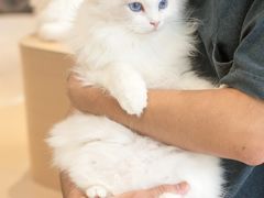 -瞄一喵猫咖(格力海岸店)