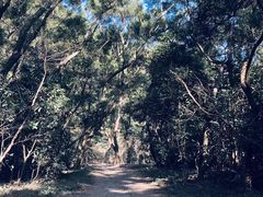 -梧桐山风景名胜区