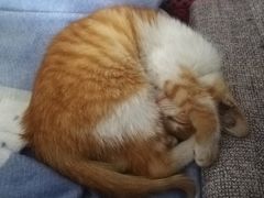 -仁华宠物医院(青羊店)