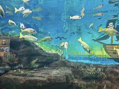 -合肥海洋世界