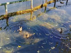 -后海公园