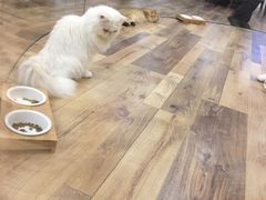 -袖虎·猫馆(体育西路店)