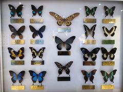 -上海昆虫博物馆