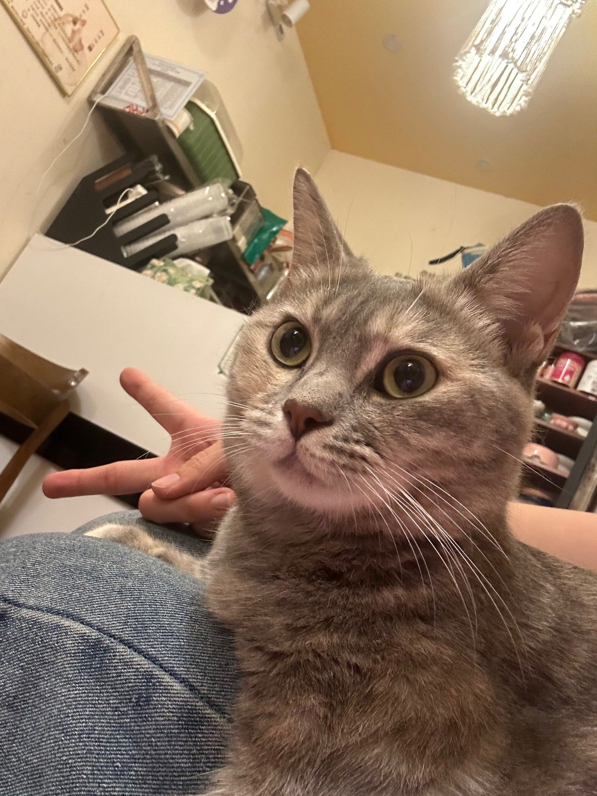 湖美旁边的檐上猫咖