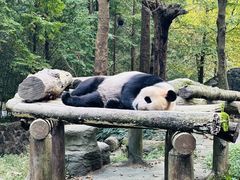 -都江堰中华大熊猫苑