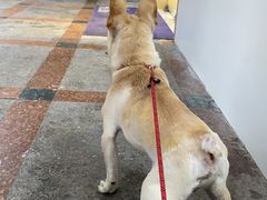 -柏萃动物医院·骨科·牙科