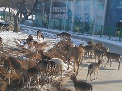 -西安秦岭野生动物园