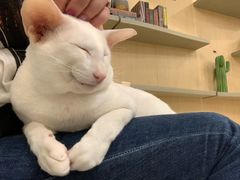 -飞行喵MR PILOT|猫舍·猫咖(静安大融城店)