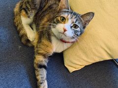 -Sirena海妖日咖夜酒