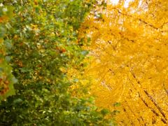 -三里屯东五街银杏大道