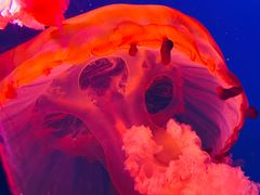 -太平洋海底世界