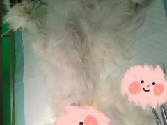 -艾贝尔宠物诊疗