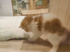 -屋虎猫馆(宝安大仟里店)