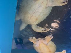 -北国之春国宴(乌兰察布店)