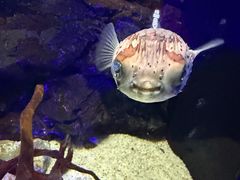 -大连圣亚海洋世界