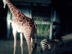 -清迈夜间动物园